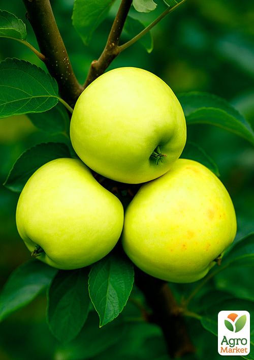 

Яблоня Кальвиль Снежный (зимний сорт, поздний срок созревания)