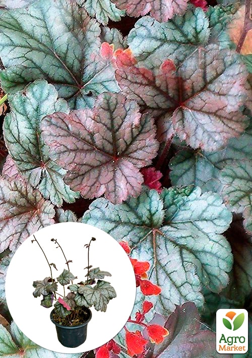

Гейхера (Heuchera) Cinnabar Silver С1 (высота 15-30см)