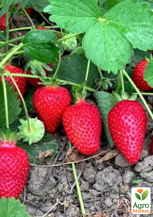 

Клубника Брилла (Brilla) (ранний срок созревания, крупноплодный, транспортабельный сорт)