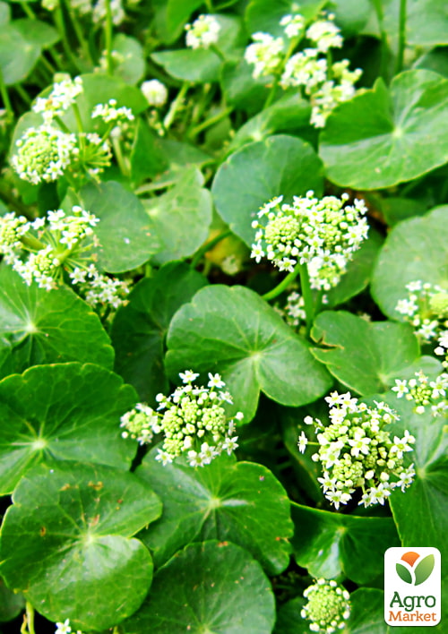 

Центелла азиатская (ценное растение в традиционной медицине и современной косметологии)