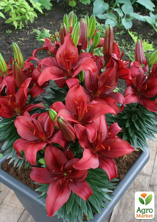 

Лилия комнатная Salinero высота 30-40см