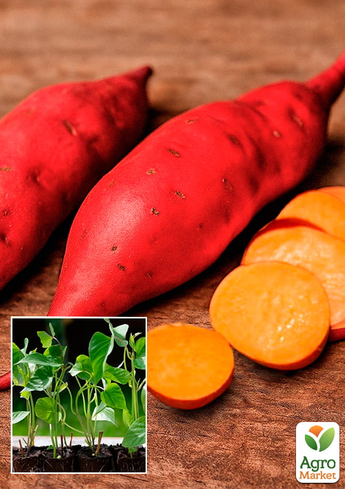 

Розсада Батата Bayou Belle, Р10 (темно-помаранчева м'якоть)