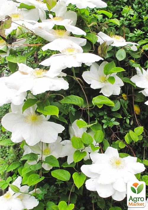 

Ексклюзив! Клематіс білий Ріккарда (Riccarda) (великоквітковий сорт)