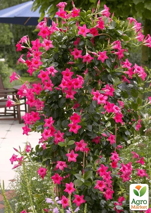 

Дипладенія (Mandevilla) Classic Pink (квітуча ліана)