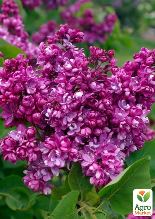 

Бузок махровий інвітро Paul Thirion вазон С2