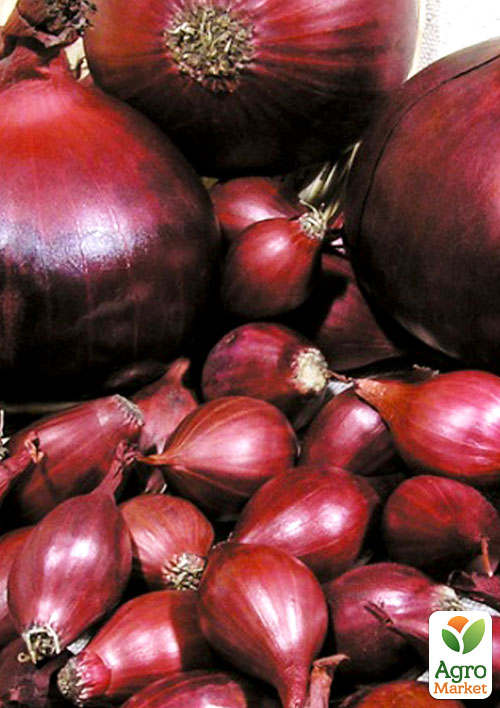 

Голландский лук-севок 0.5кг (арбажейка) средний, красный Red Karmen