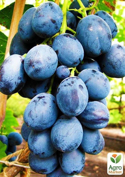 

Виноград Голубок (винный сорт)