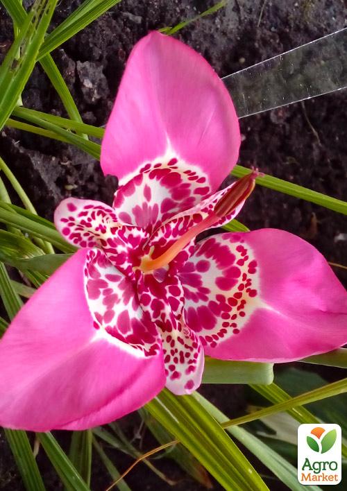 

Тігрідія Рожева 5шт