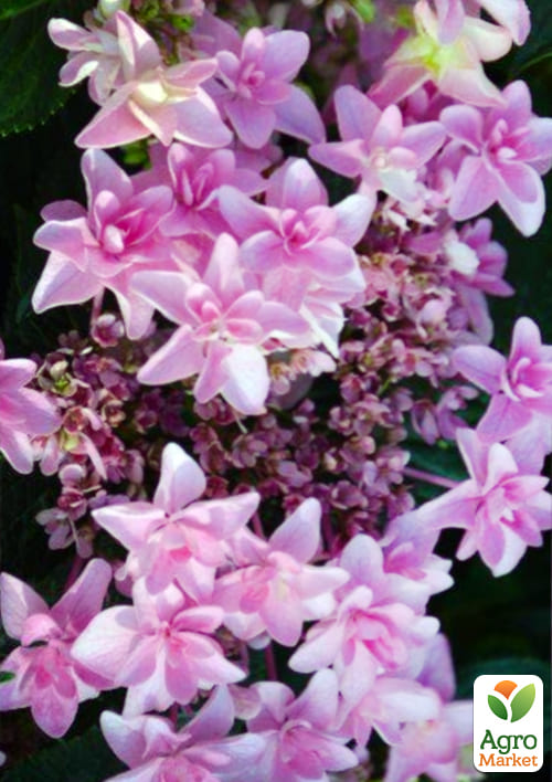 

Гортензія крупнолистова Doppio Rosa вазон Р9