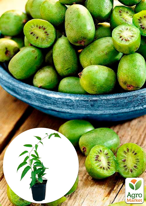 

Актинідія Коломікта (міні-ківі, морозостійкий сорт, пізній термін дозрівання)