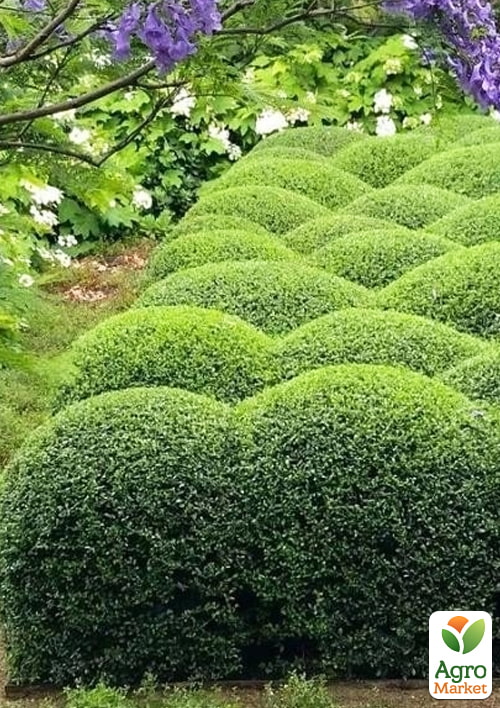 

Бирючина обыкновенная (Ligustrum vulgare), С2 высота 45-55см