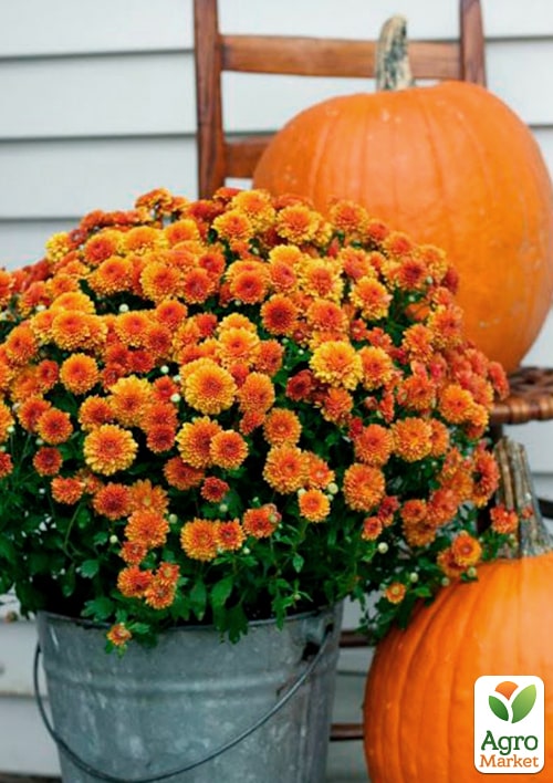 

Хризантема мультифлора куляста Milkshake Papaya