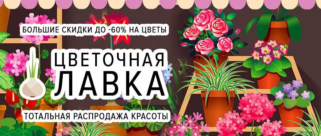 Цветочная лавка: 37 399 сортов луковиц со скидками до -60% Цветочная лавка: 37 399 сортов луковиц со скидками до -60%