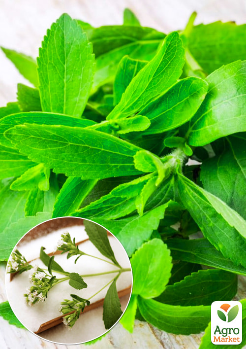 

Стевія Медова трава саджанець