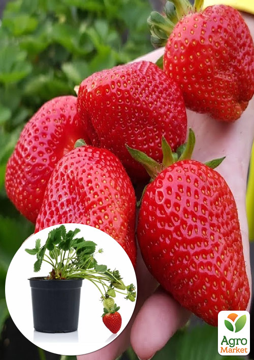 

Полуниця садова Клері (рання, укорінена в контейнері)