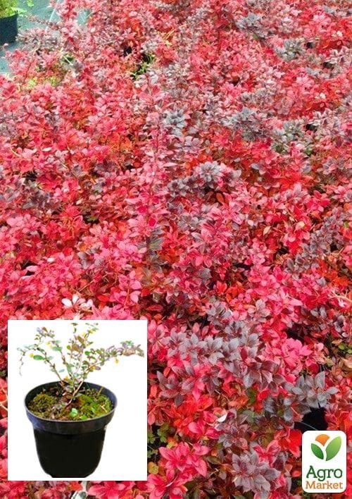 

Барбарис Тунберга 3-х летний Red Jewel С3, высота саженца от 25см