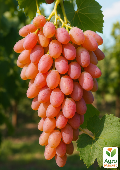 

Виноград Мрія (кишмиш, ранній термін дозрівання, висока врожайність, морозостійкий)