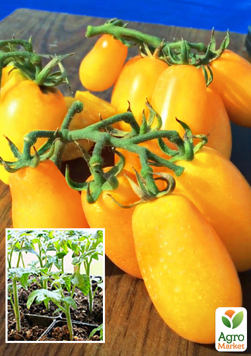 

Розсада Томат Черрі Банано (фермерське вирощування)