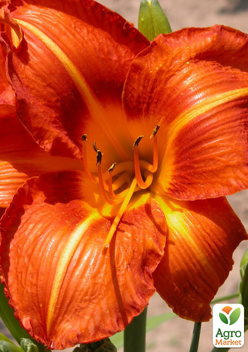 

Лилейник Tuscawilla Tigress