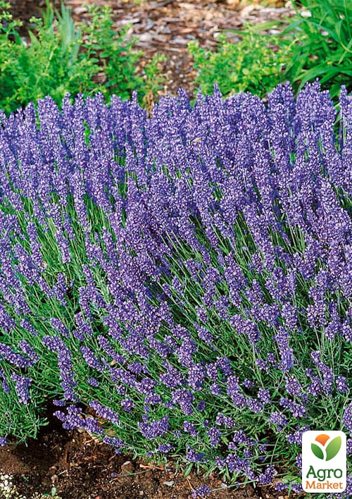 

Лаванда англійська вузьколиста Рекорд (Rekord)