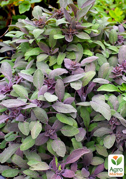 

Шавлія Purpurea