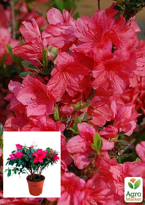 

Рододендрон комнатный Red
