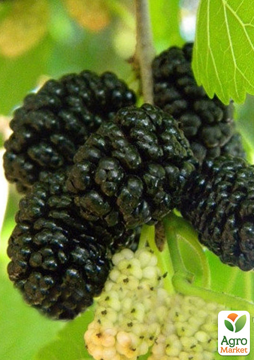 

Шовковиця Крупноплідна (літній сорт, середній термін дозрівання)