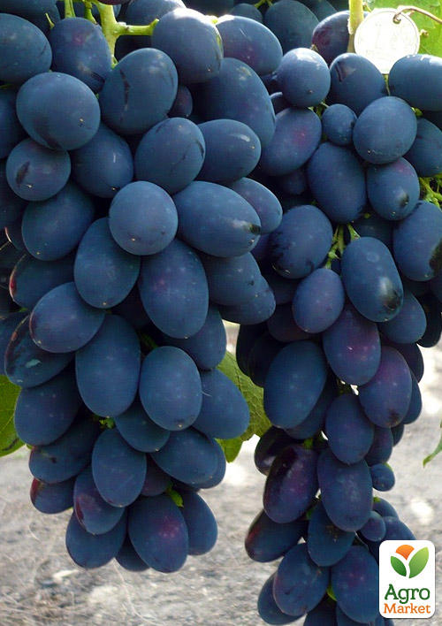 

Виноград Чорна Троянда (пізній термін дозрівання)