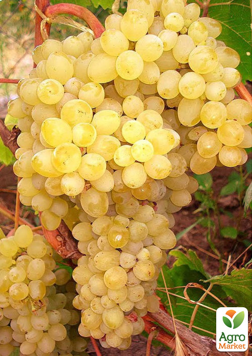 

Виноград Соломія (кишмиш, соковита, солодка, хрустка ягода надраннього терміну дозрівання)