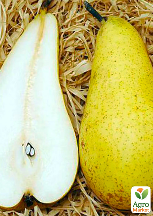 

Груша Амфора (зимний сорт, поздний срок созревания)