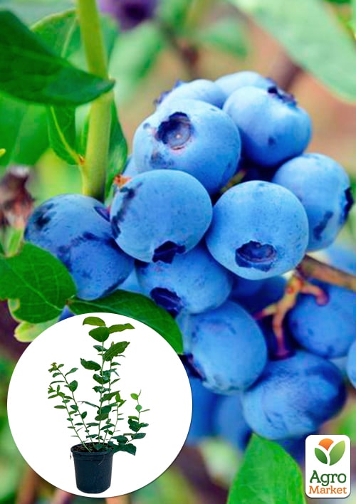 

Лохина (чорниця садова) 2 роки Патріот С1,5 висота 50-60см