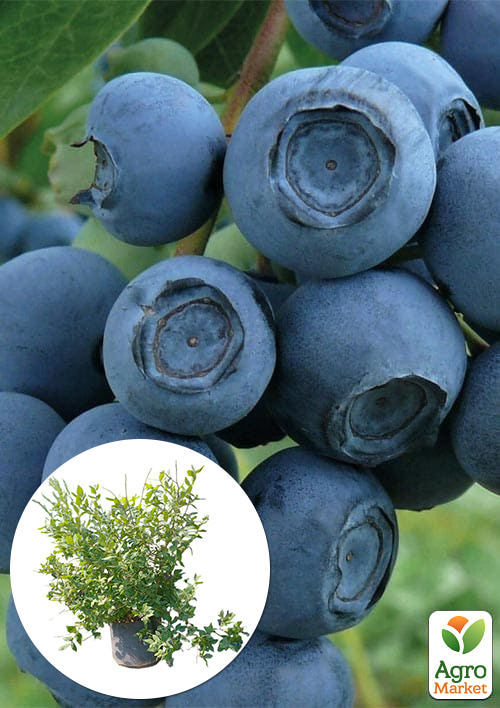 

Голубика 5-и летняя Патріот (Patriot) контейнер 40л