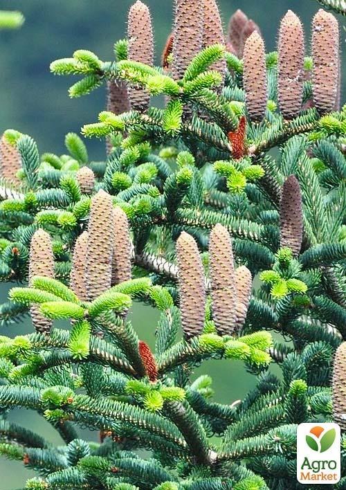 

Пихта Греческая 5-и летняя (Abies cephalonica) высота 40-50 см