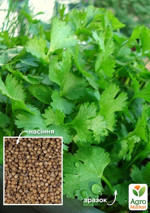 

На развес Кориандр Летний аромат ТМ Весна цена за 20г