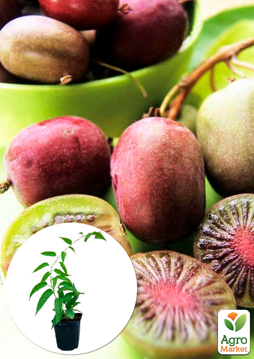 

Актинідія Пурпурова (міні-ківі, морозостійкий сорт, пізній термін дозрівання)