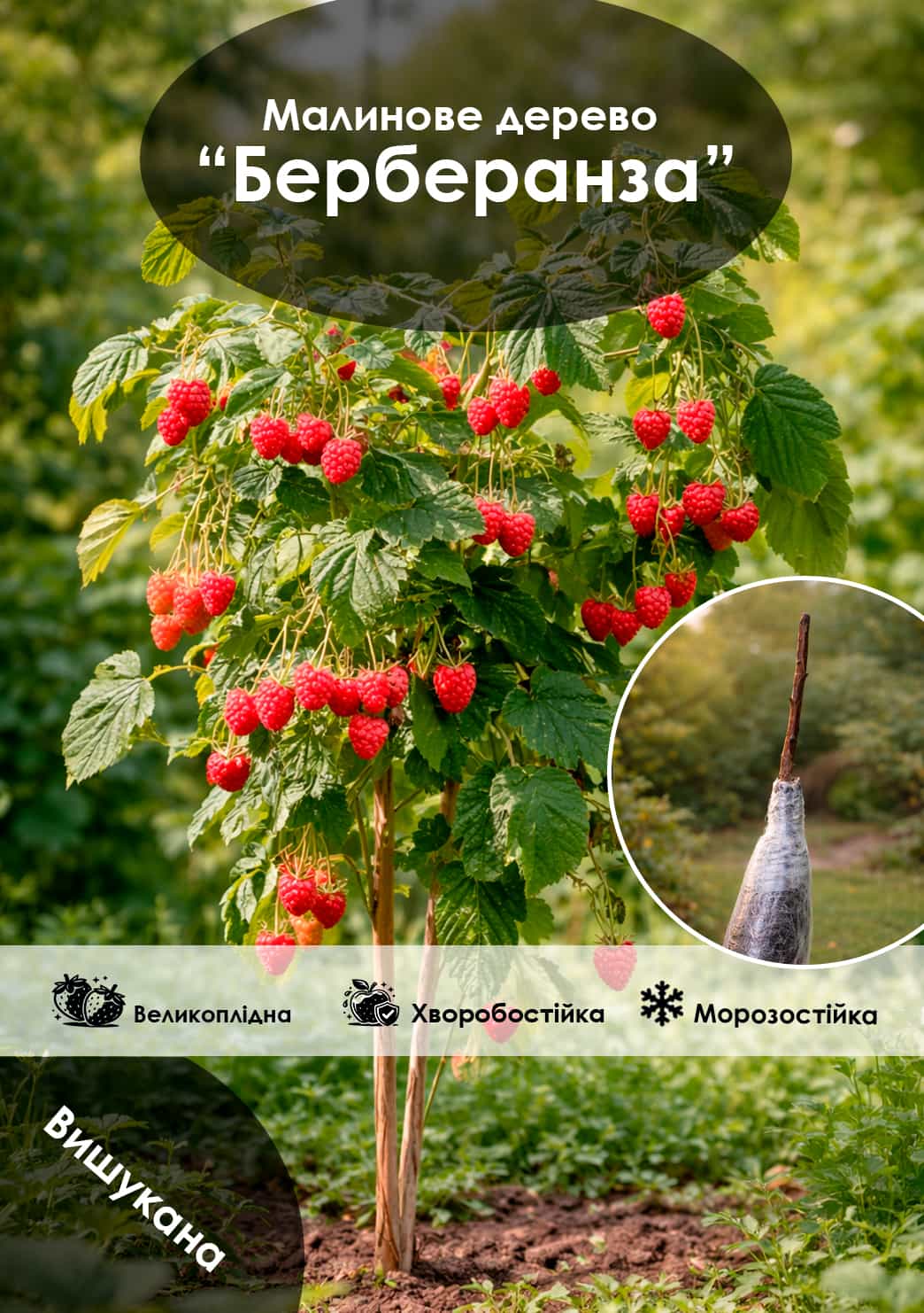 

Ексклюзив! Малинове дерево Берберанза