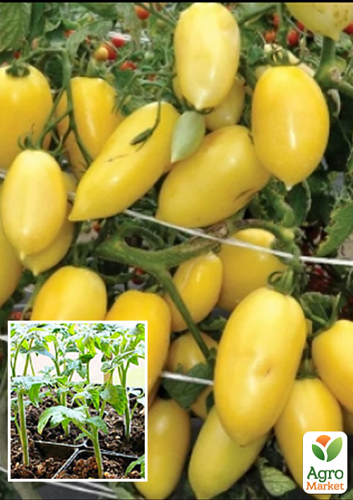 

Розсада Томат «Перцевидний жовтий» (фермерське вирощування)
