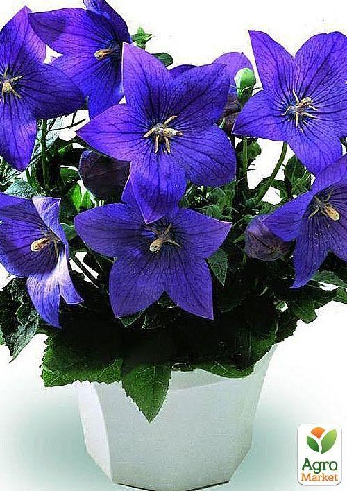 

Ширококолокольчик (platycodon) Grandiflorus Mariesii
