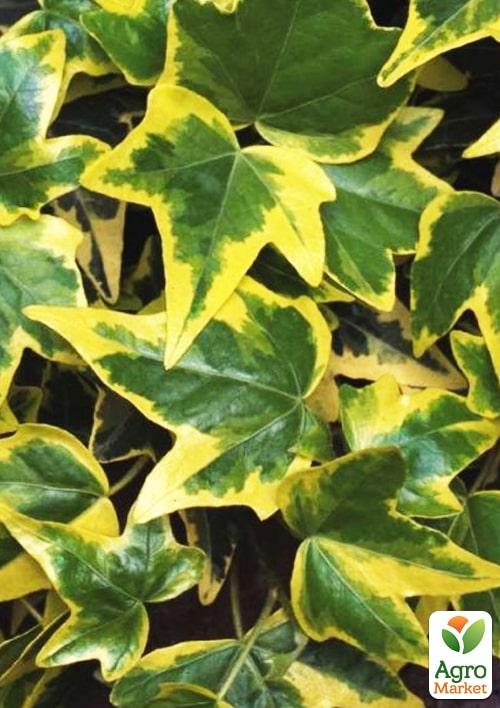 

Плющ ряболистий Goldchild контейнер Р9 1 саджанець в упаковці