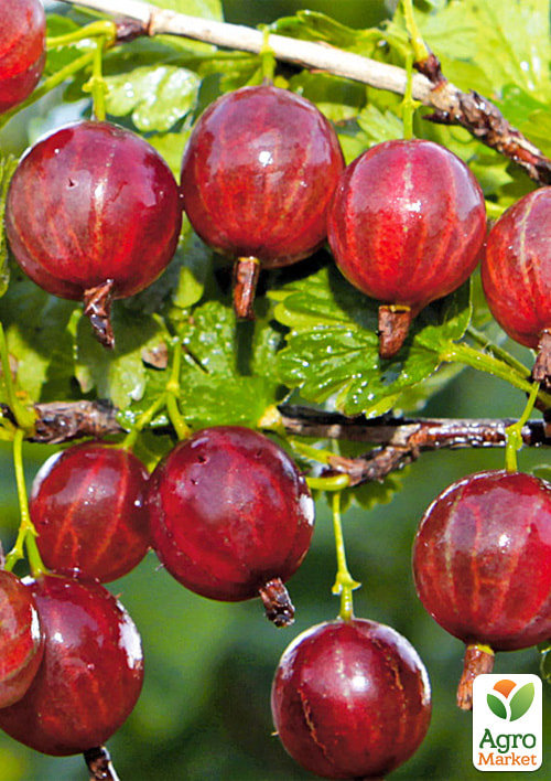 

Крыжовник Краснославянский (средний срок созревания)