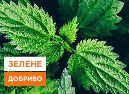 Підживлення кропивою, як підгодувати рослини кропивою | Agro-Market
