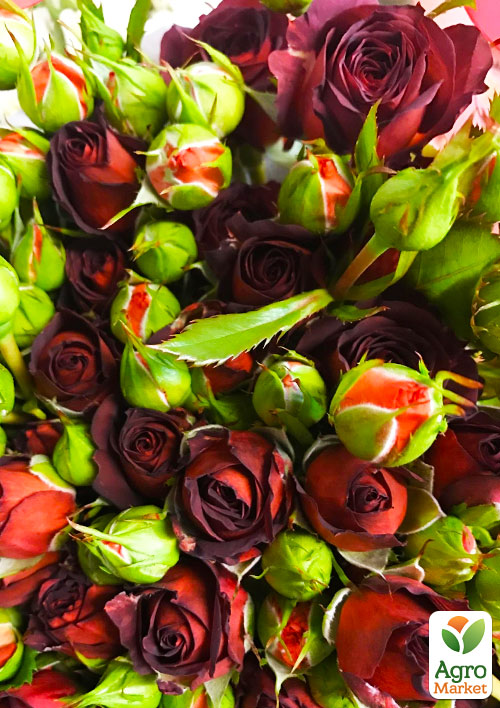 

Троянда дрібноквіткова (спрей) Чокочино (саджанець класу АА+) вищий сорт