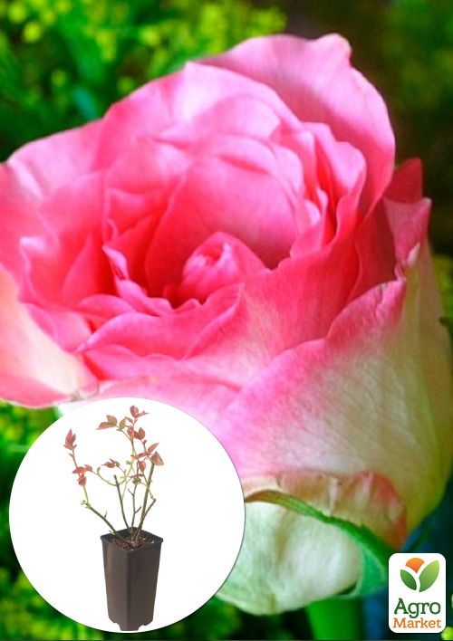 

Роза чайно-гибридная Malibu в контейнере, высший сорт