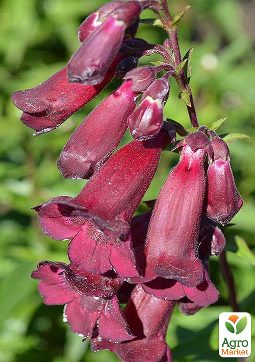 

Пенстемон Harlequin Red
