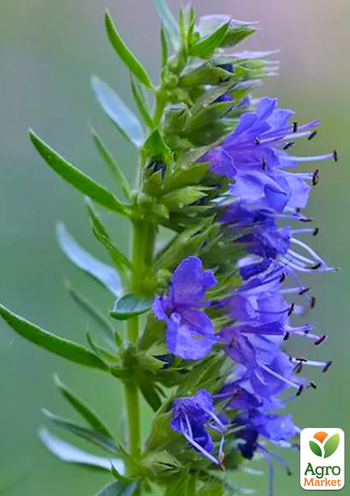 

Иссоп лекарственный Caeruleus (пряный аромат, используют в кулинарии)