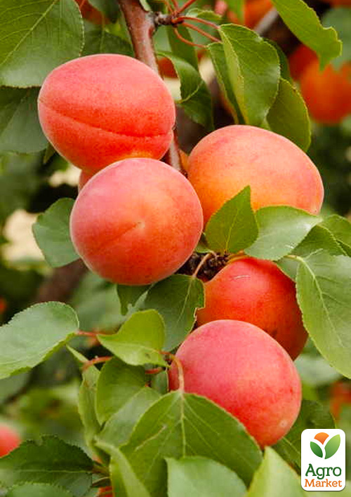 

Абрикос Фарлис (летний сорт, поздний срок созревания)