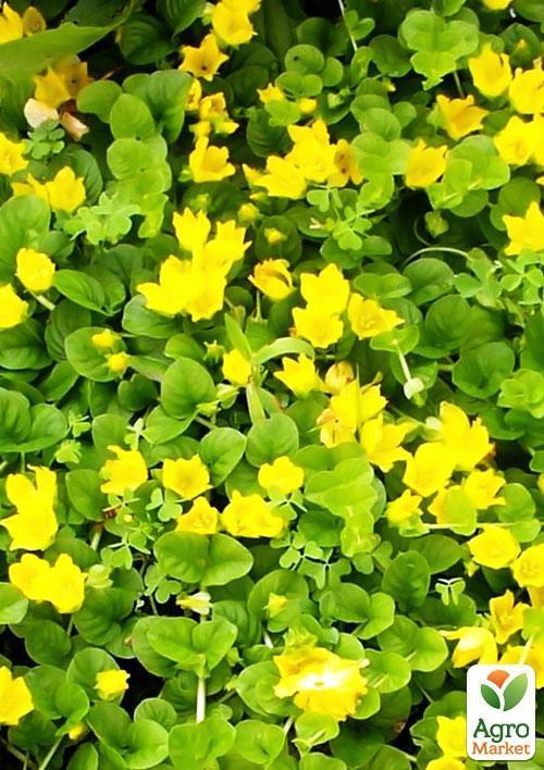 Вербейник монетчатый купить почтой в Одессе, Киеве, Украине | Agro-Market