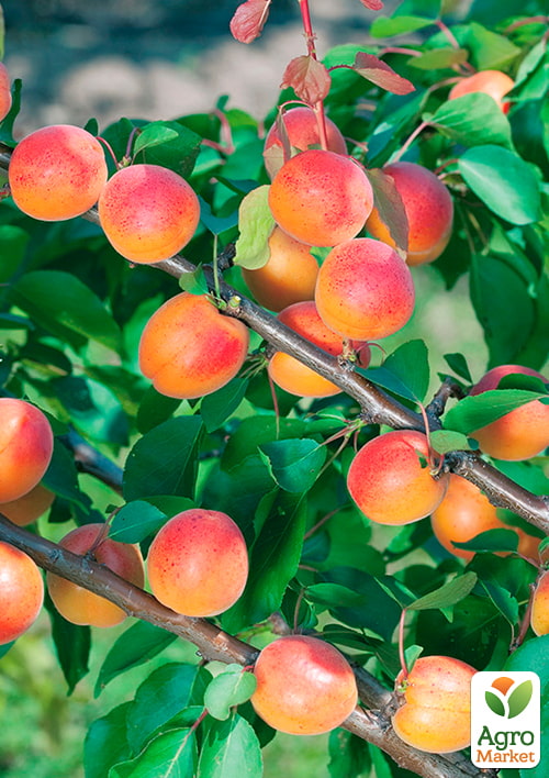 

Абрикос Аврора