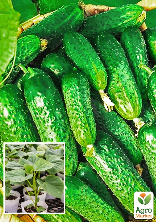 

Розсада Огірок «Виноградний Крон F1» (фермерське вирощування), 1шт в упаковці