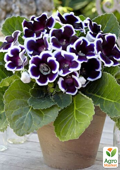 

Глоксинія Аванті F1 синя з обідком ТМ Vesna Select 5шт